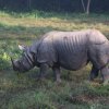 Chitwan: Nashorn