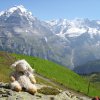 Blick ins Berner Oberland beim Anstieg auf das Schilthorn